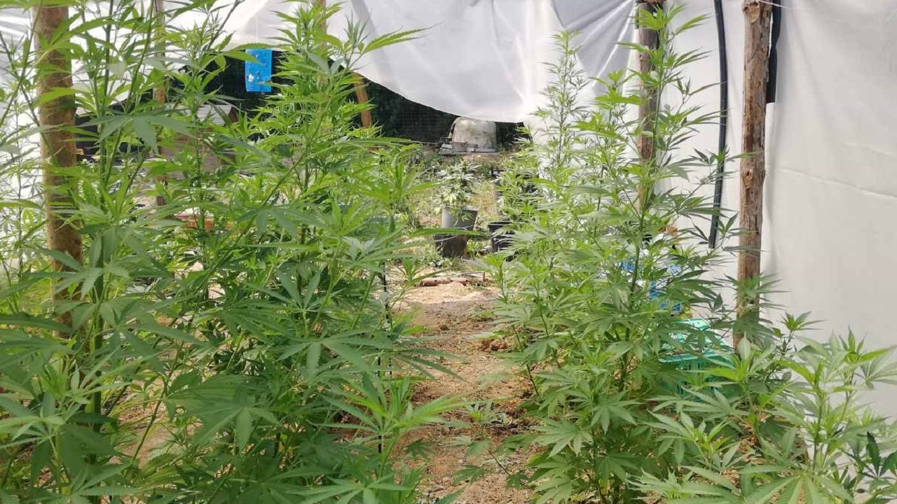 Разбиха оранжерия за марихуана във ферма за охлюви