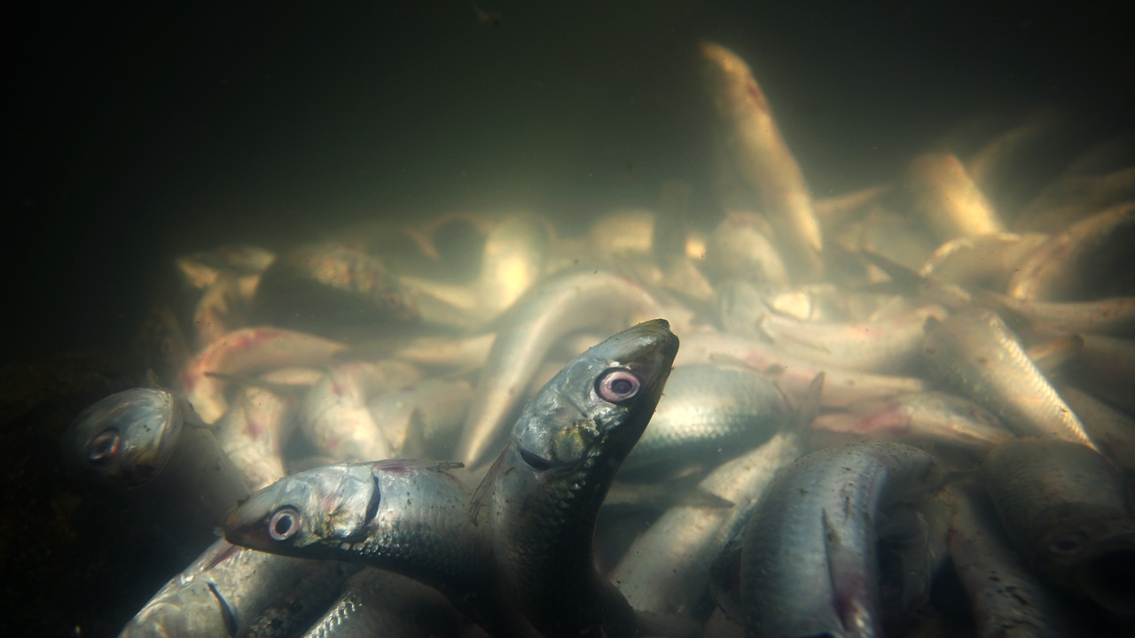 Масово измиране на риба в язовира на софийското село Мрамор