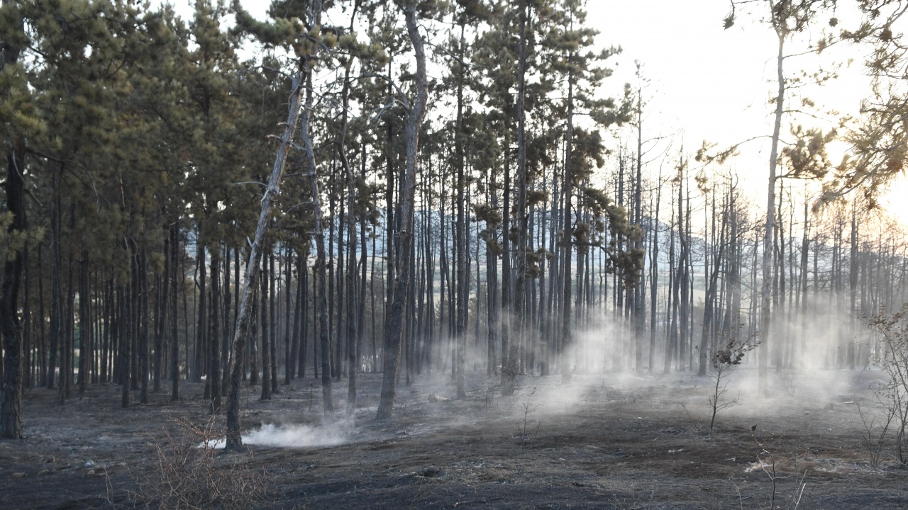 Пожарникари, горски и доброволци спасиха 200 декара гора в Твърдишко