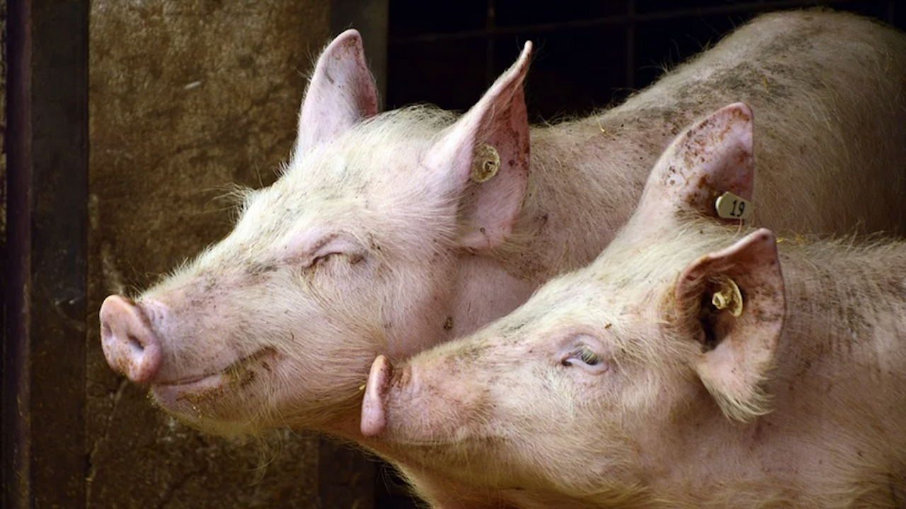 Откриха огнище на чума по свинете във ферма в Априлци 