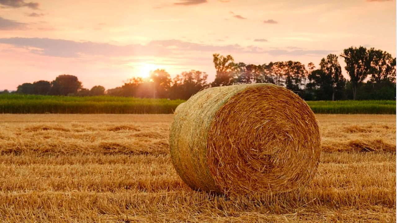 В Ямболско са прибрани близо 405 000 тона пшеница