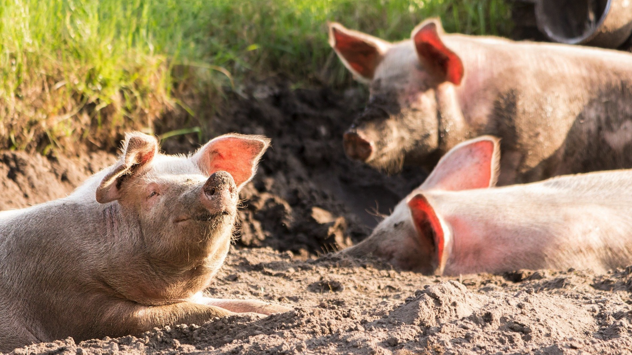 Откриха ново огнище на Африканска чума по свинете във фамилна ферма в с. Сбор