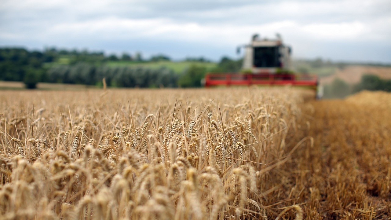 Със среден добив над 500 кг/дка е приключила жътвата на пшеницата в Сливенско