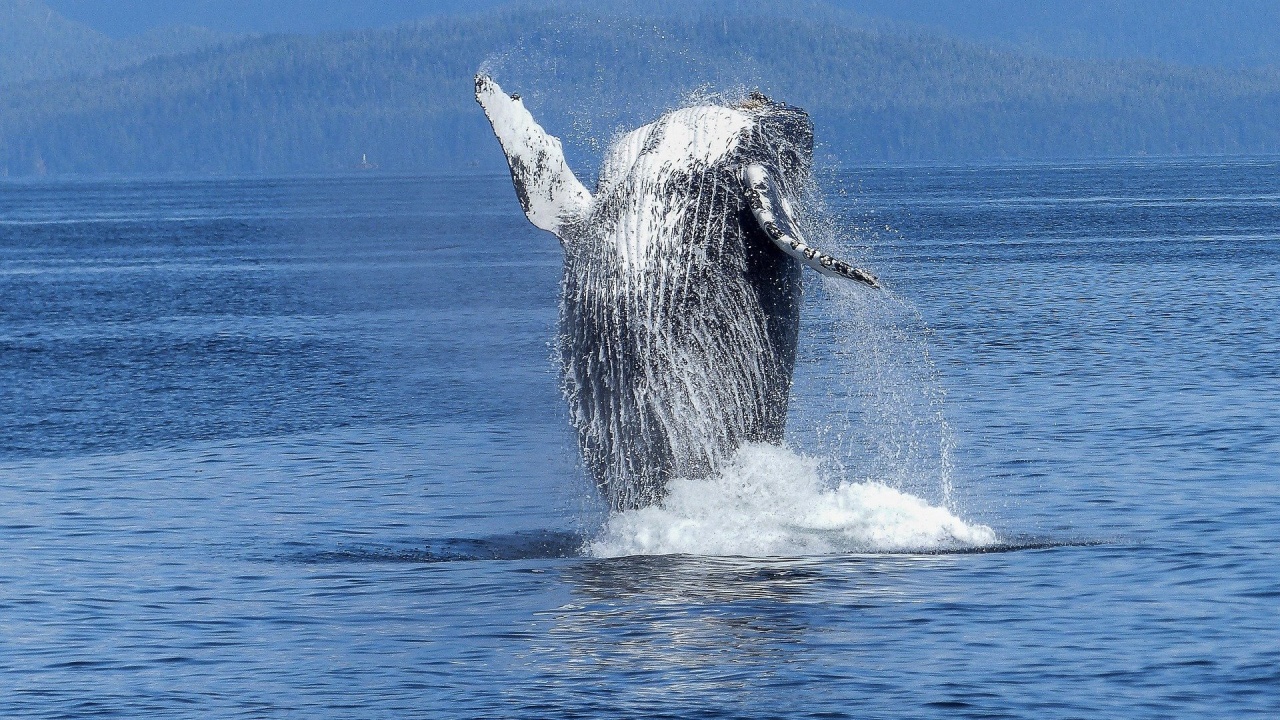 Сините китове се завръщат край испанското атлантическо крайбрежие след 40 години 