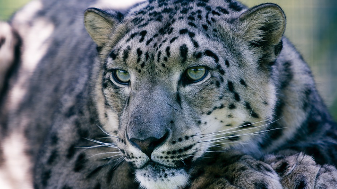 Леопард нападна манекенка по време на фотосесия