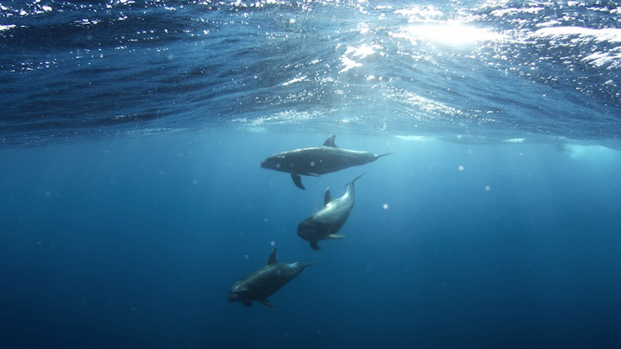 74 000 делфина са регистрирани в българската акватория на Черно море 