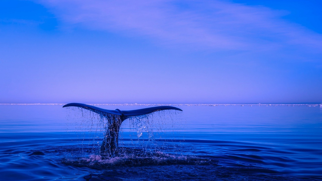 Учени откриха вкаменелости на нов вид земноводен кит