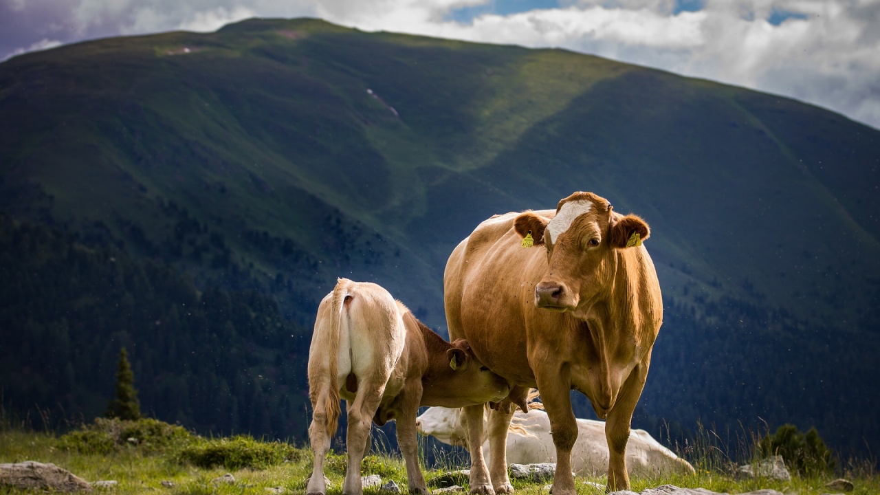 Евакуират ранени крави с хеликоптер от Алпите 