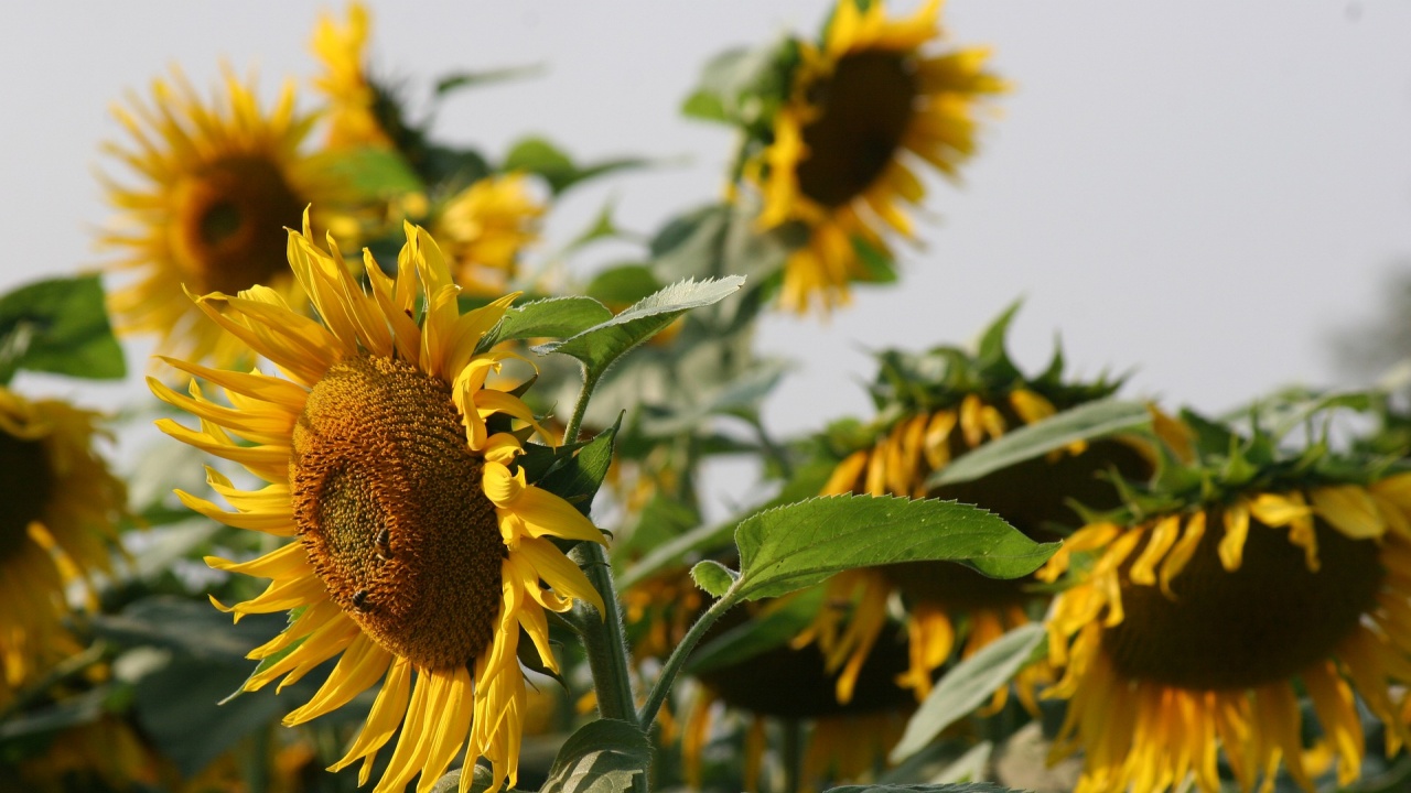 Добивът от маслодайния слънчоглед в Добричка област достигна 309 килограма