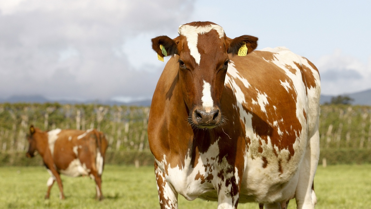 В Ротердам крави се носят по вода, за да опазят климата