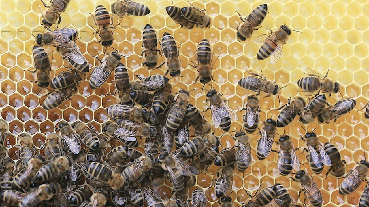Медът поскъпна заради мора по пчелите и синдрома на празния кошер