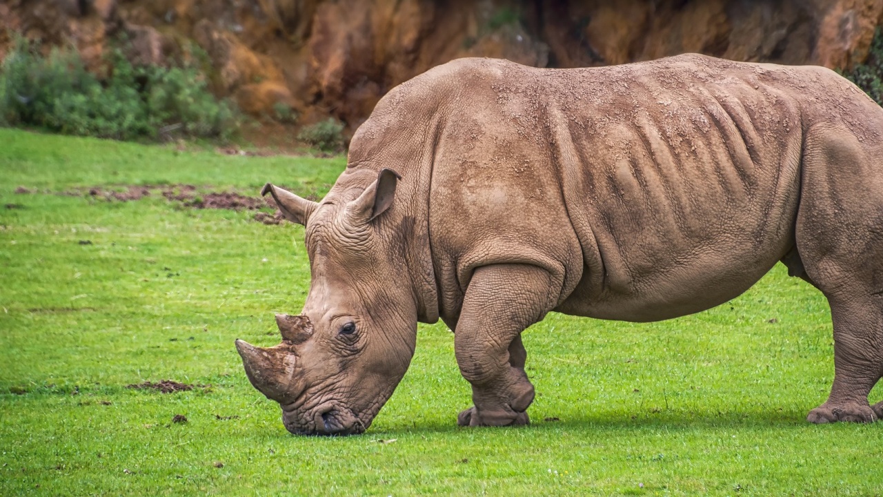 Носорог избяга от зоологическа градина в Небраска