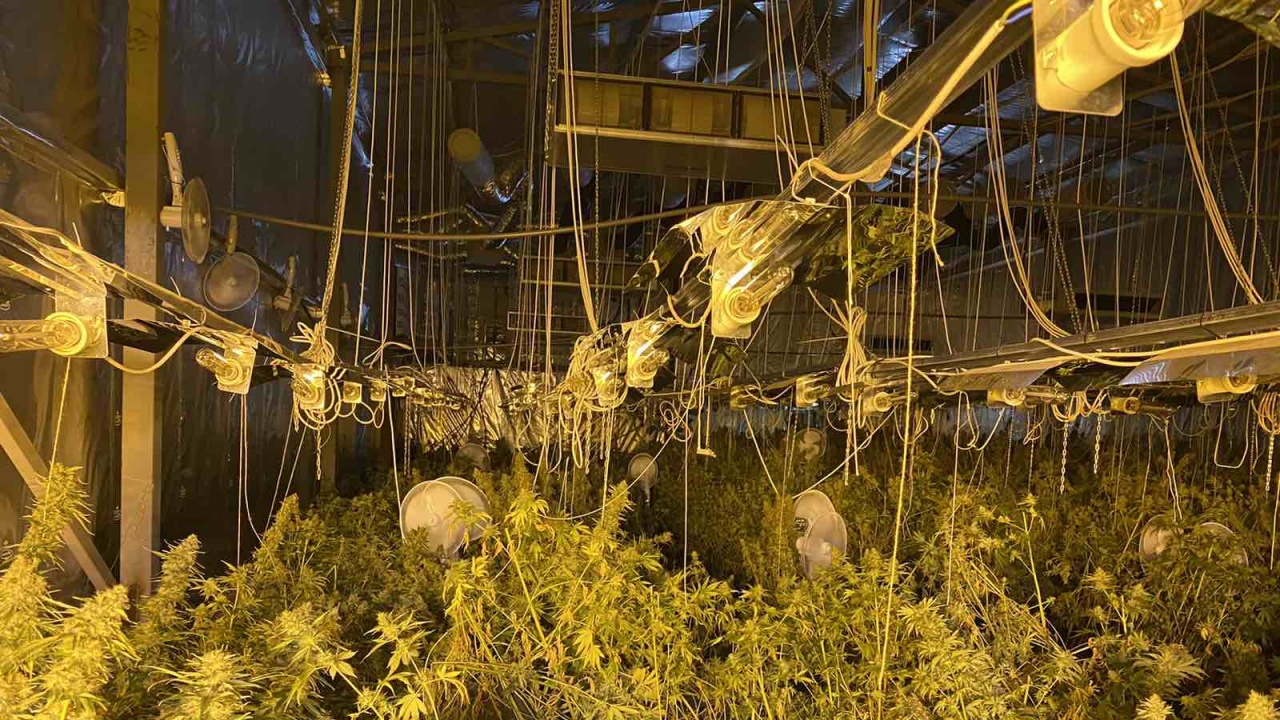 Разбиха модерни оранжерии за марихуана в Софийско 