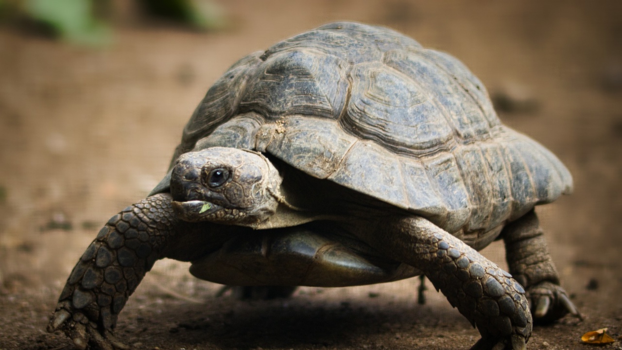 Шипоопашата костенурка, пострадала при горски пожар в Рила, е на лечение при "Дивите животни"