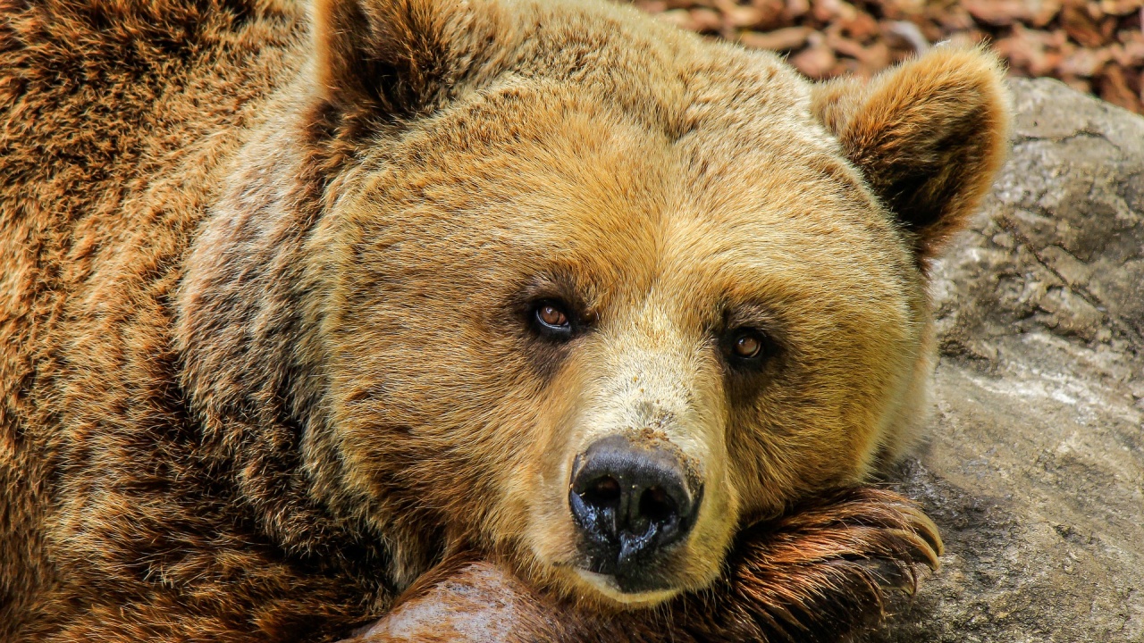 Какво да правим, ако мечка изскочи на пътя ни