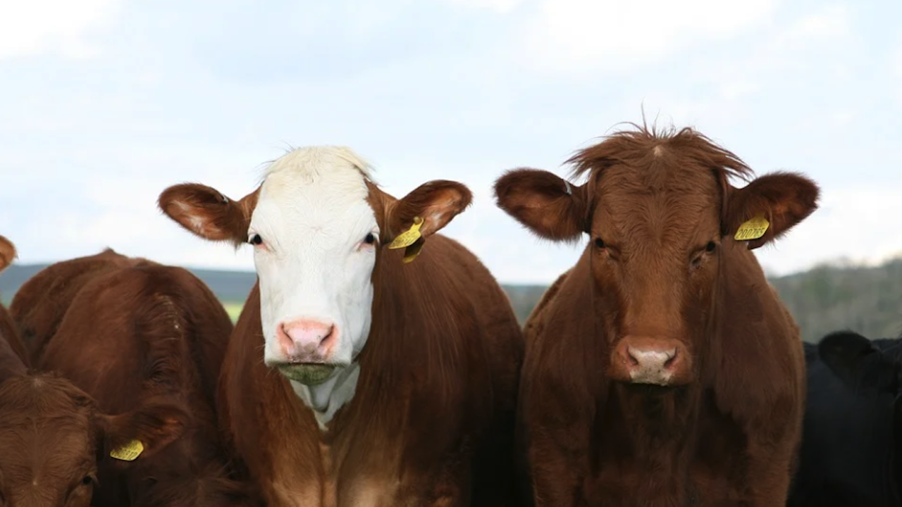 ДФ "Земеделие": Липсват 2/3 от животните в софийски ферми, кандидатствали за субсидии