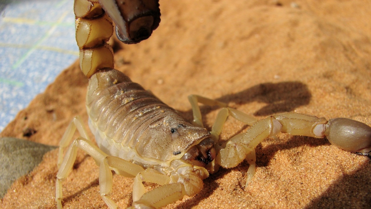 Палеонтолози откриха останки от гигантски морски скорпион