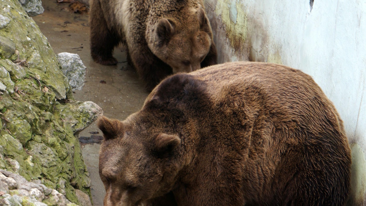 Част от обитателите на Парка за танцуващи мечки край Белица вече спят зимен сън