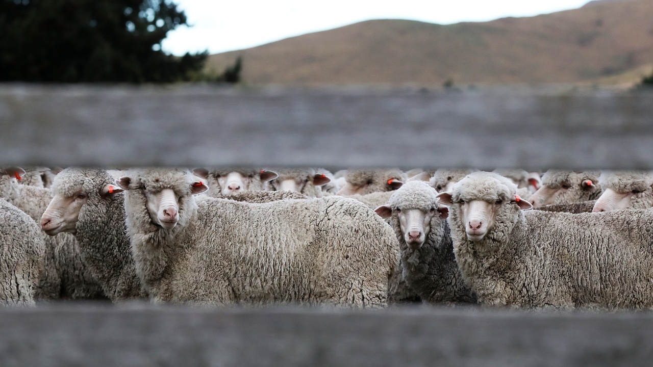 Определени са ставките за преходната национална помощ за овце-майки и кози-майки за 2021 г.