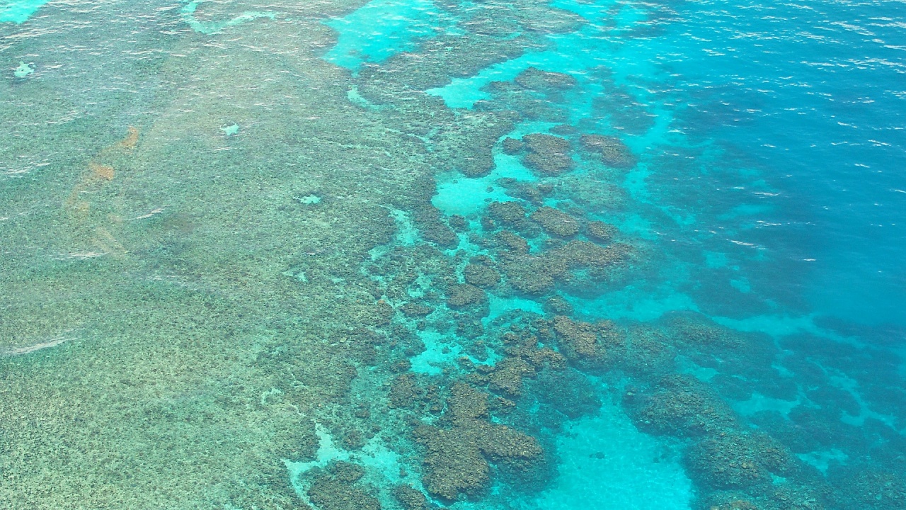 Големият бариерен риф ще оцелее, ако ръстът на температурите се запази до 1,5 градуса