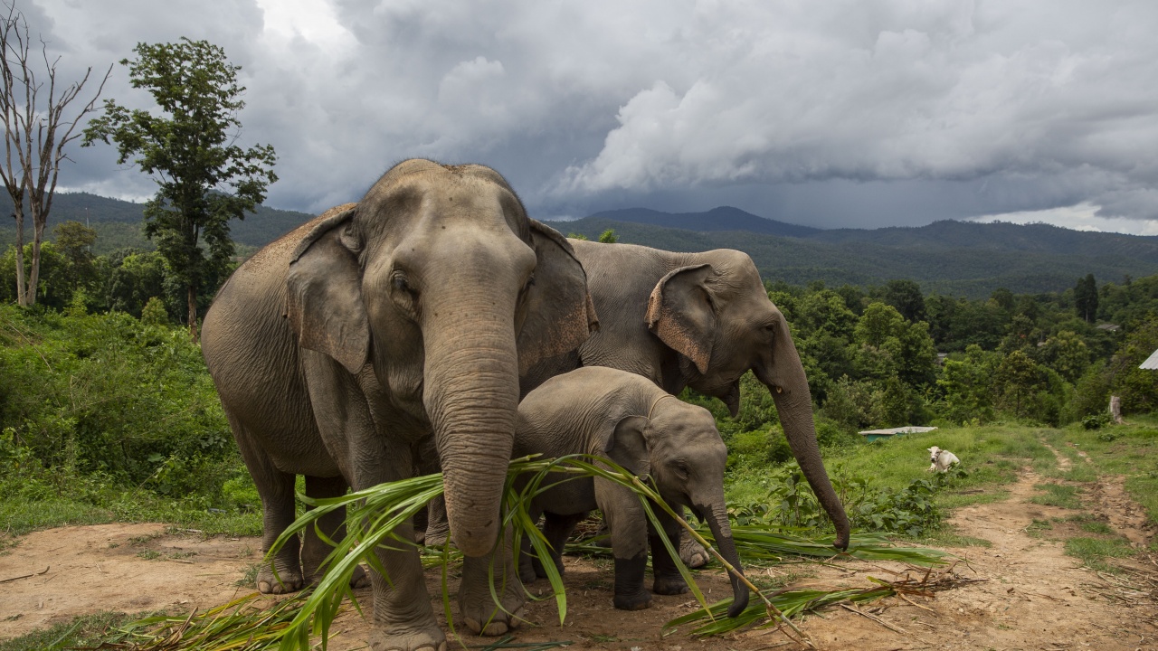 Пандемията довела до бейби бум на африканските слонове