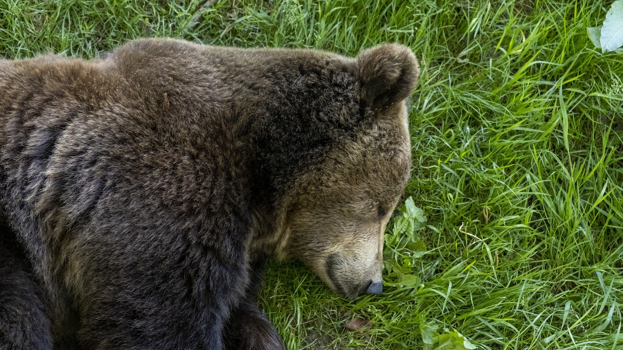 В зоопарка в Добрич - мецаната Берна и мечокът Костадин се унасят в зимен сън