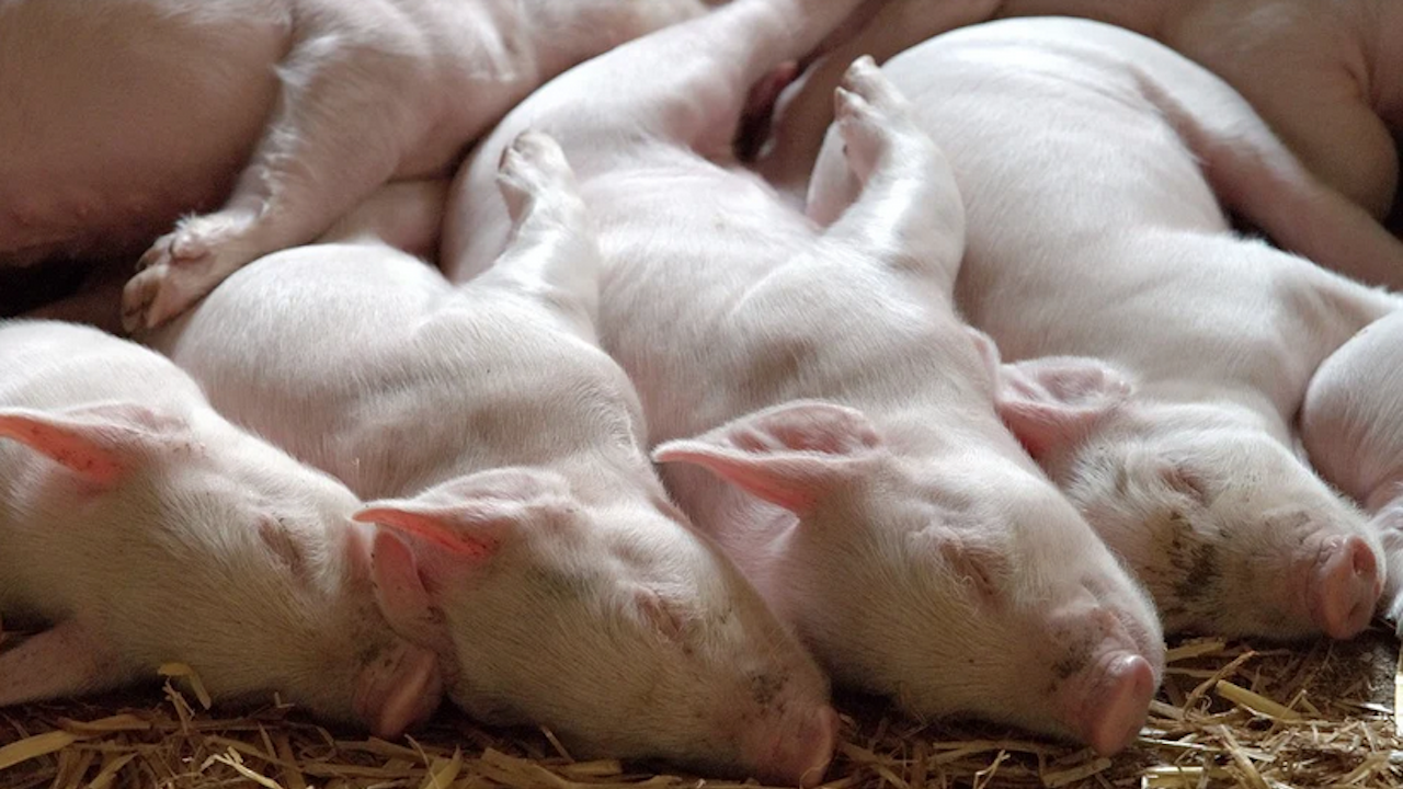 В Плевенско над 200 са регистрираните лични стопанства за отглеждане на свине