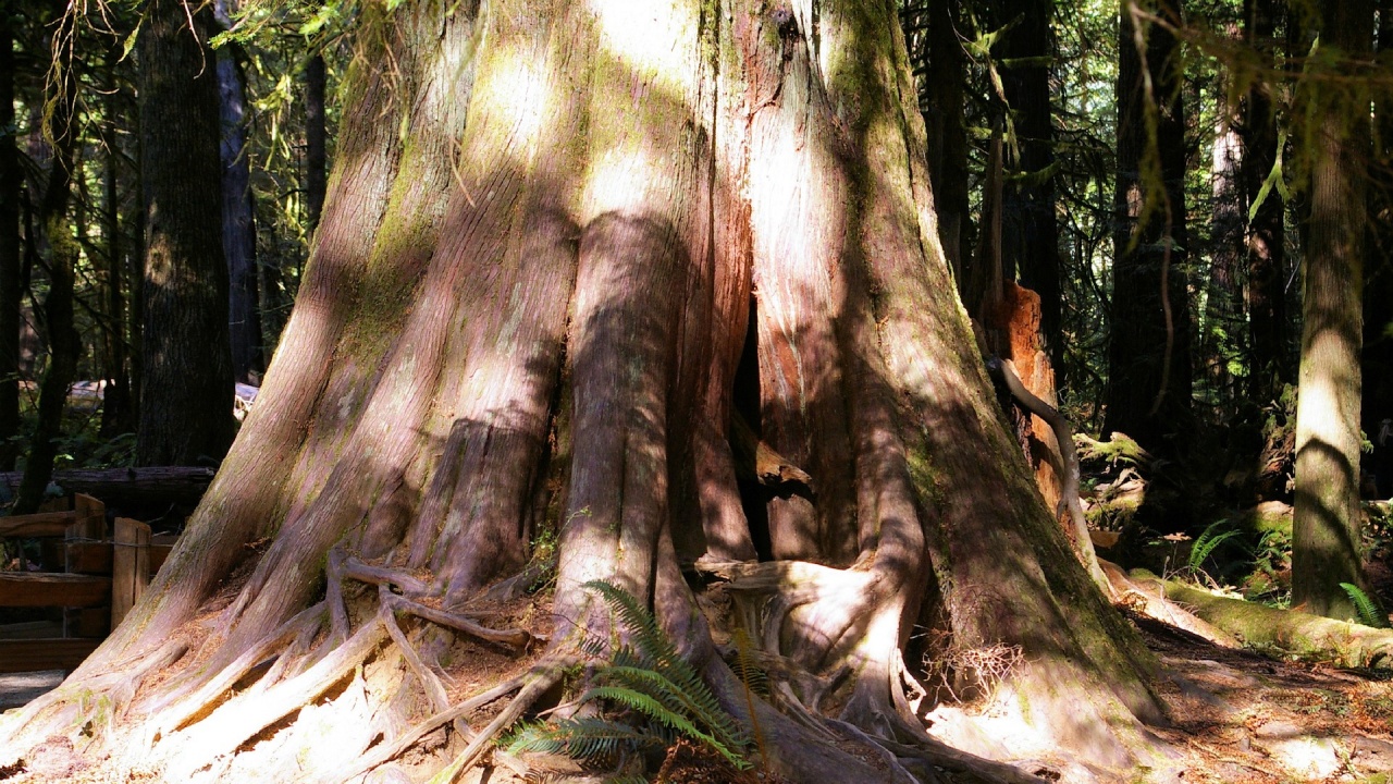 Вековно дърво в община Провадия е обявено за защитено