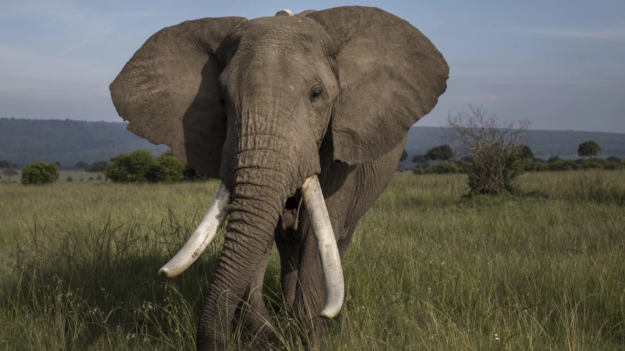 Слон нападна хора в Република Южна Африка РЮА написа лента ру
Инцидентът
