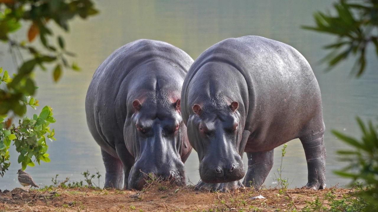 Два хипопотама с хрема в зоологическата градина в Антверпен дадоха положителни