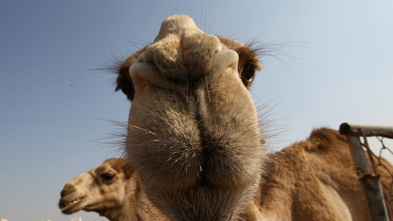 Тунинговани камили отпаднаха от конкурс за красота