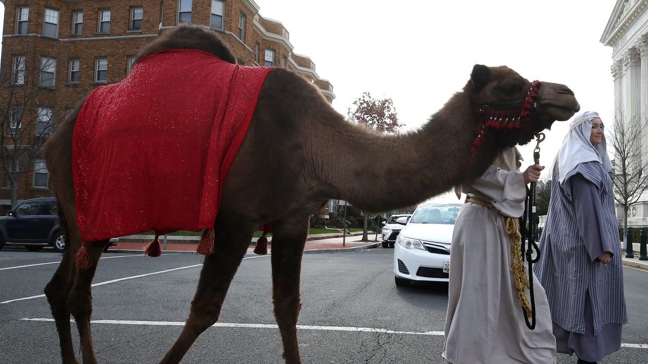Полицаи в САЩ: Хванахме камила-беглец