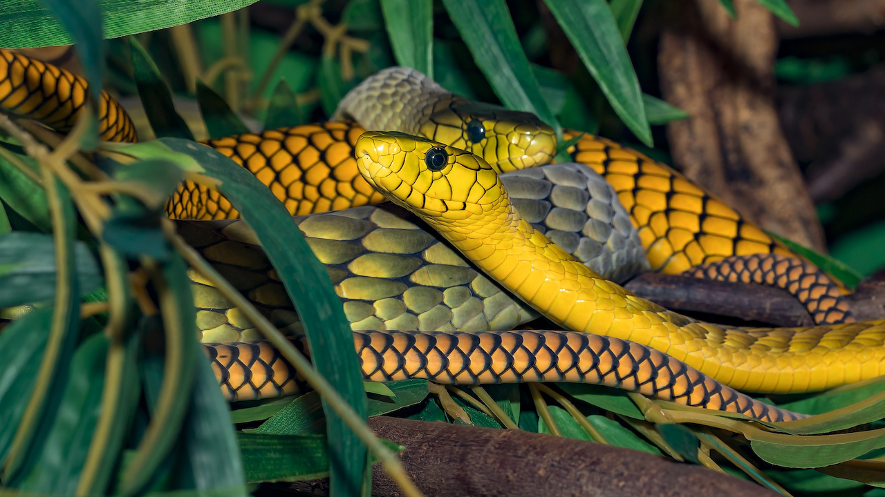 Ръст в популациите на отровни змии и паяци се очаква в Австралия заради феномена Ла Ниня