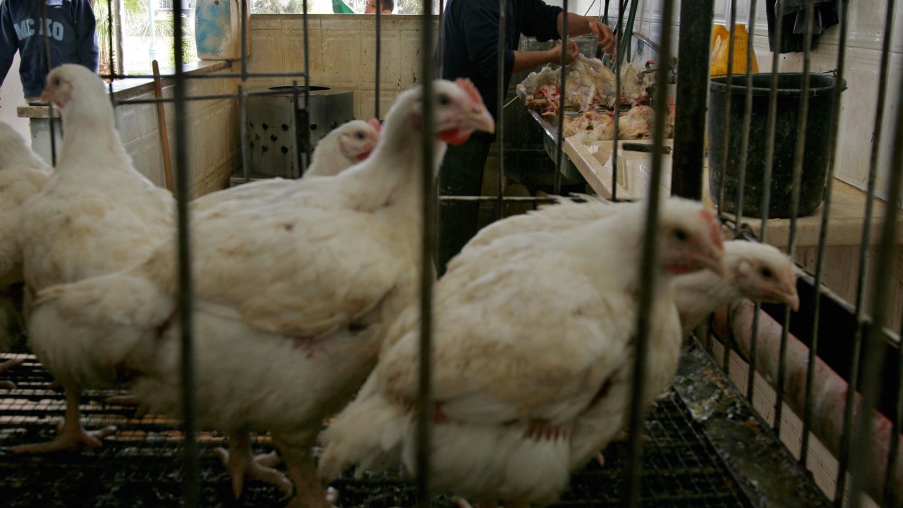 Израел ще изколи 320 000 пилета заради птичия грип
