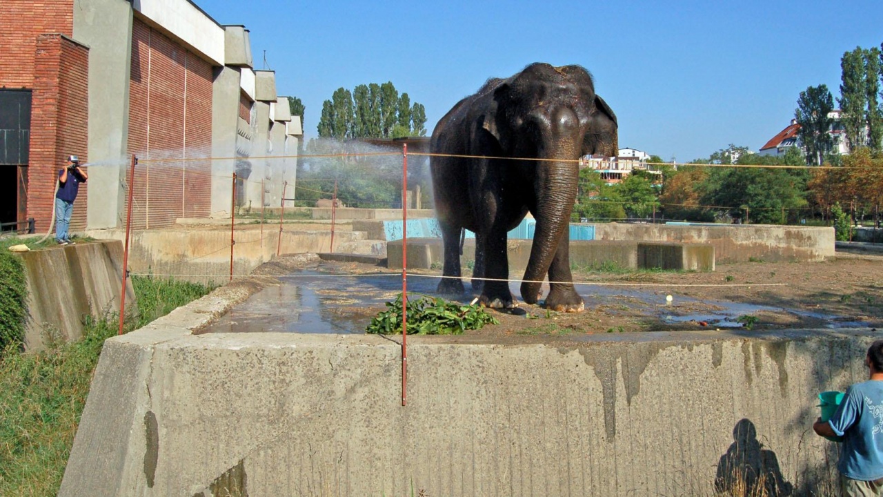 Почина емблематичната слоница Артайда от Софийския зоопарк