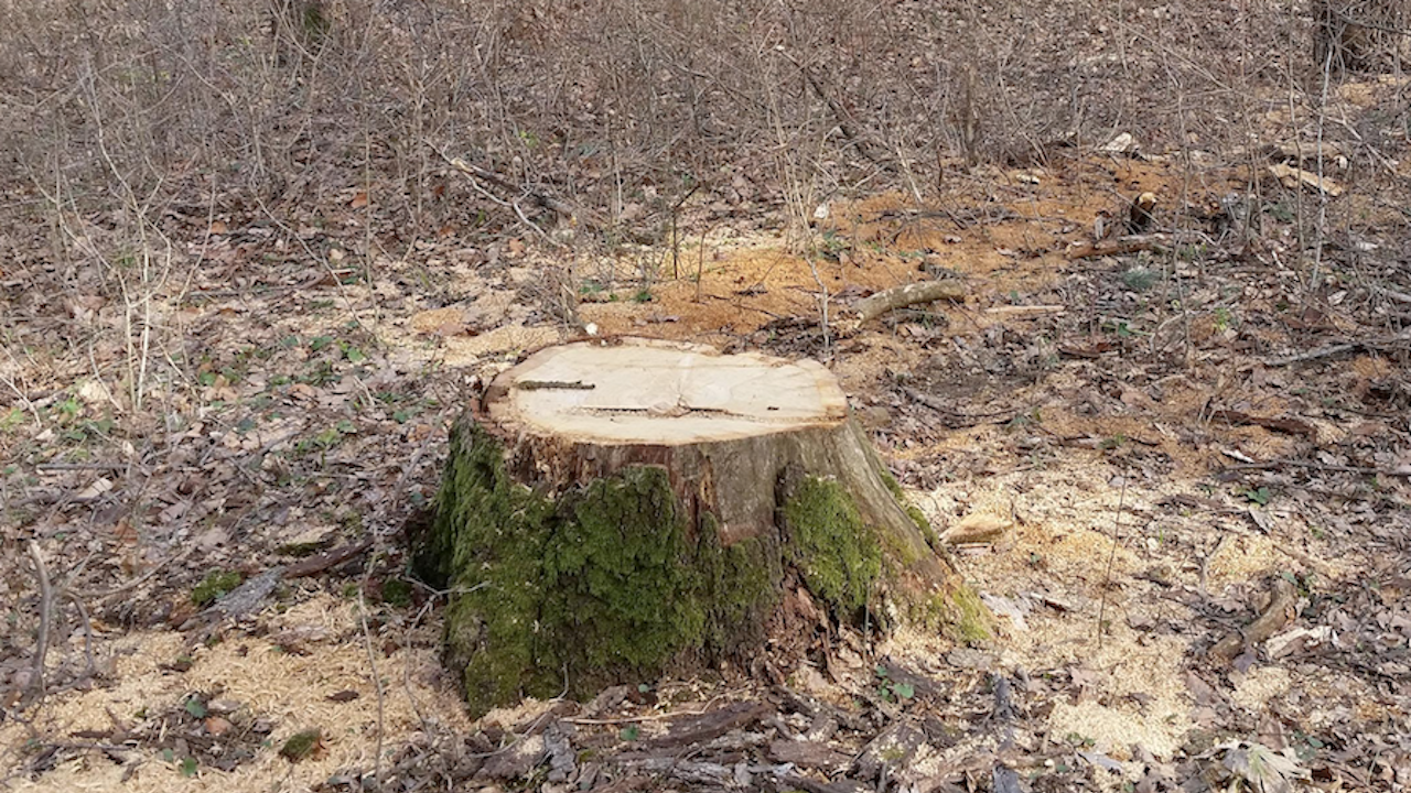 Незаконна сеч на над 1600 дървета от общинска гора в землището на видинското село Градец