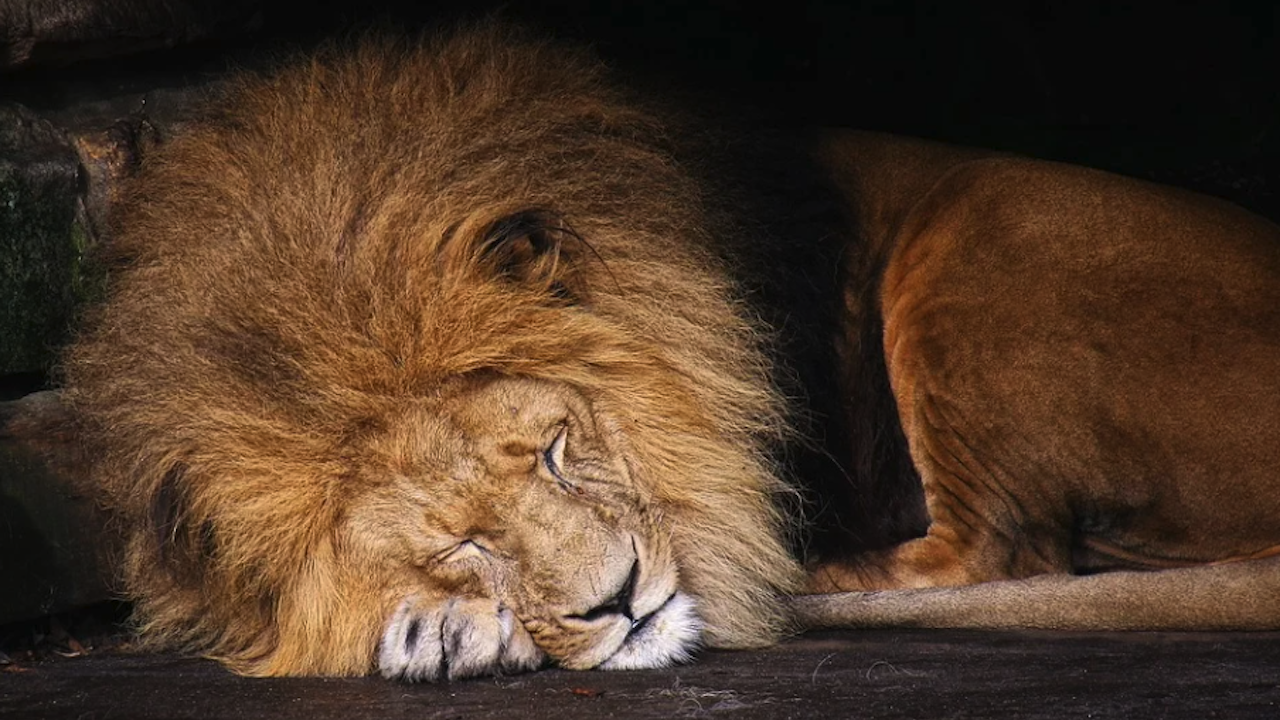 Лъвове и пуми в зоопарк в Република Южна Африка са