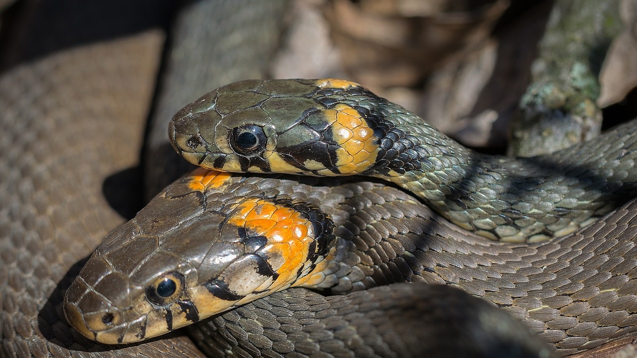 Мъж бе открит мъртъв в дома си, съжителствал с над 125 змии