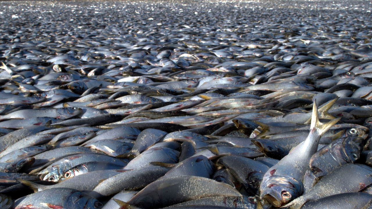 Студът изби хиляди риби в северозападна Гърция