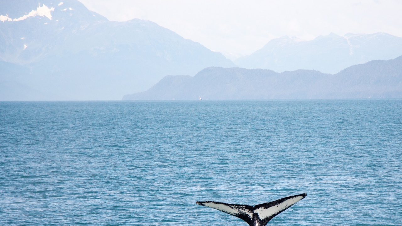 Спасителна операция за живота на кит, излязъл край брега близо до Атина