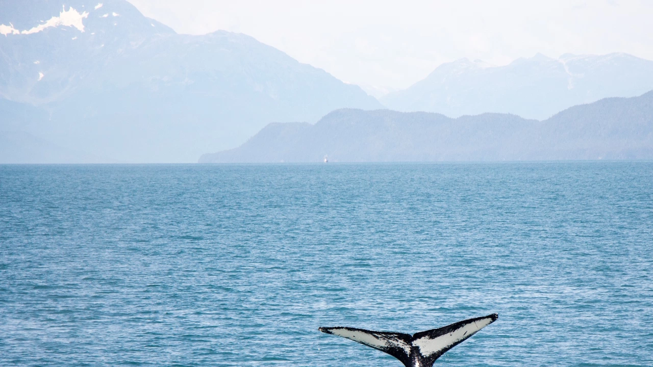 Спасителна операция провеждат гръцките власти след като тази сутрин малък кит излезе