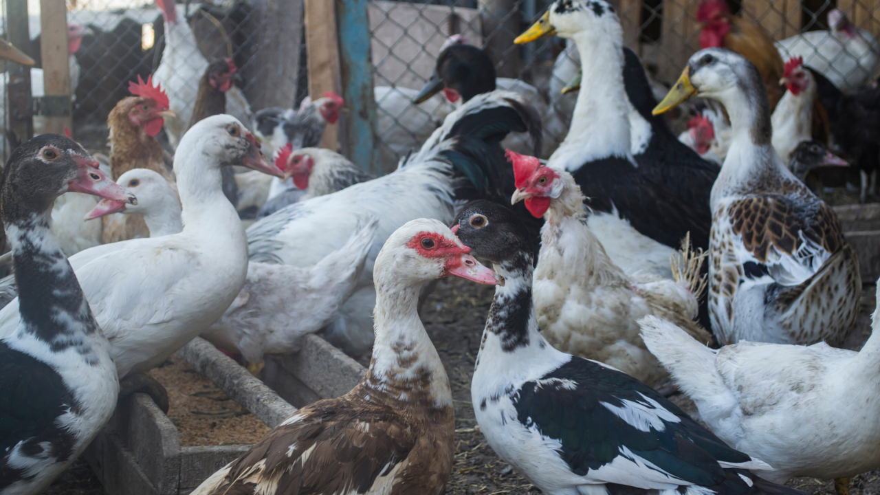 Потвърдено е огнище на птичи грип във ферма до село Брод