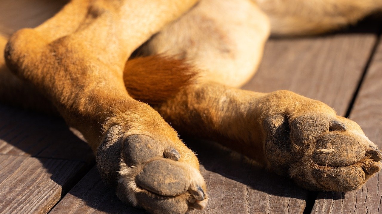 Застреляха кучетата на фермер във Варненско