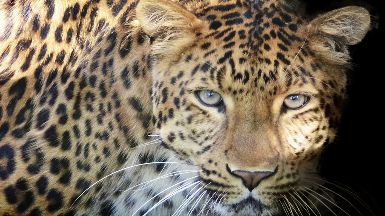 Учени изследват ДНК на най-редкия вид леопард