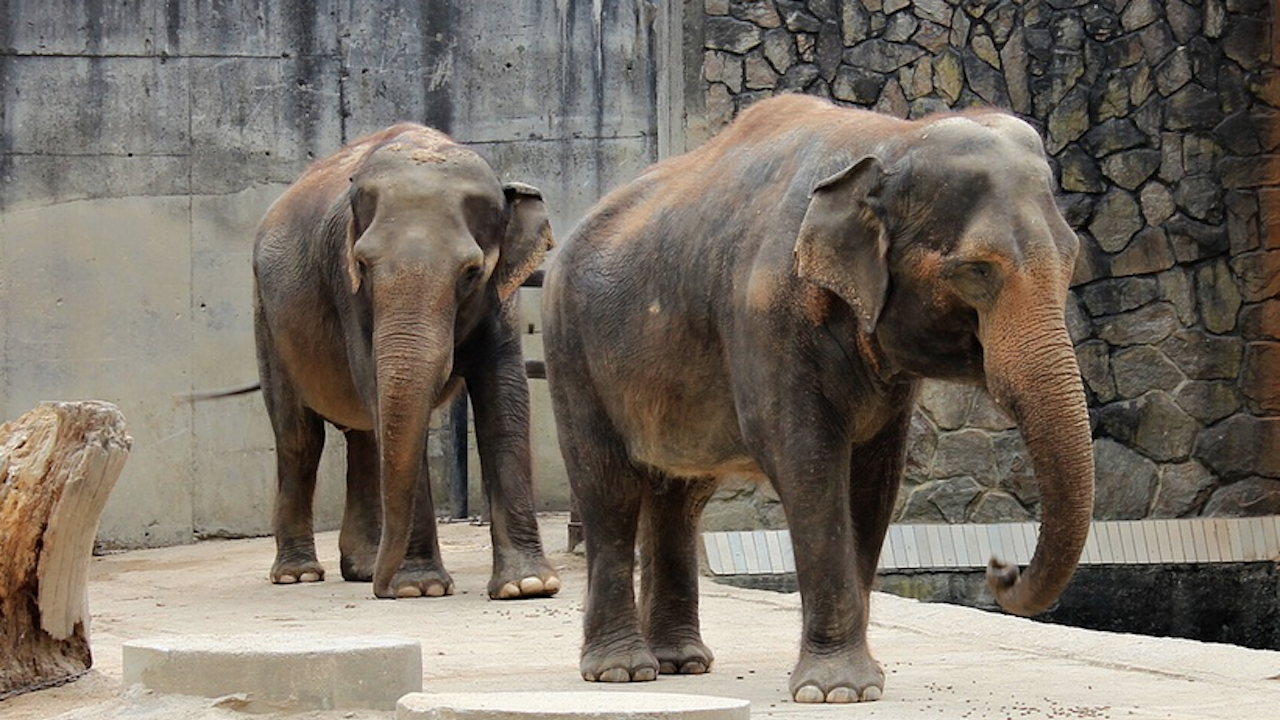 Два слона заменят Артайда в столичния зоопарк