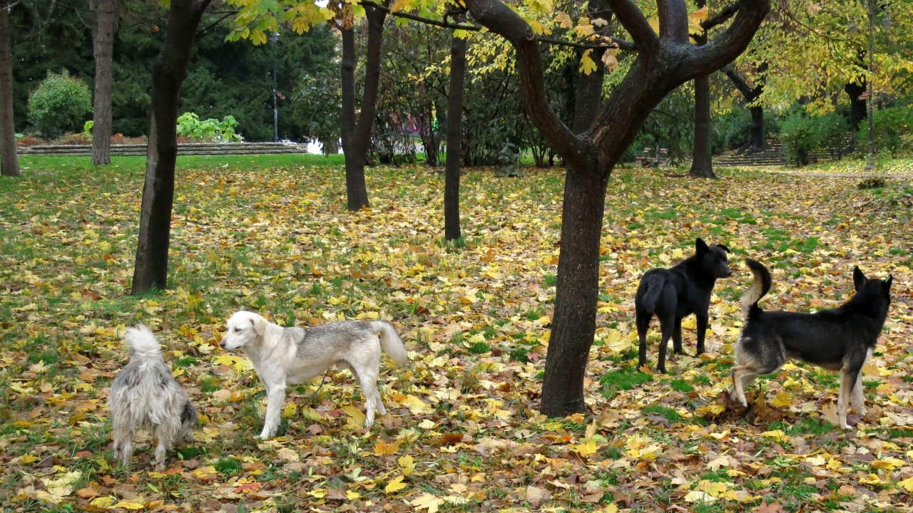 1500 кучета край Богоров очакват разходка с доброволци