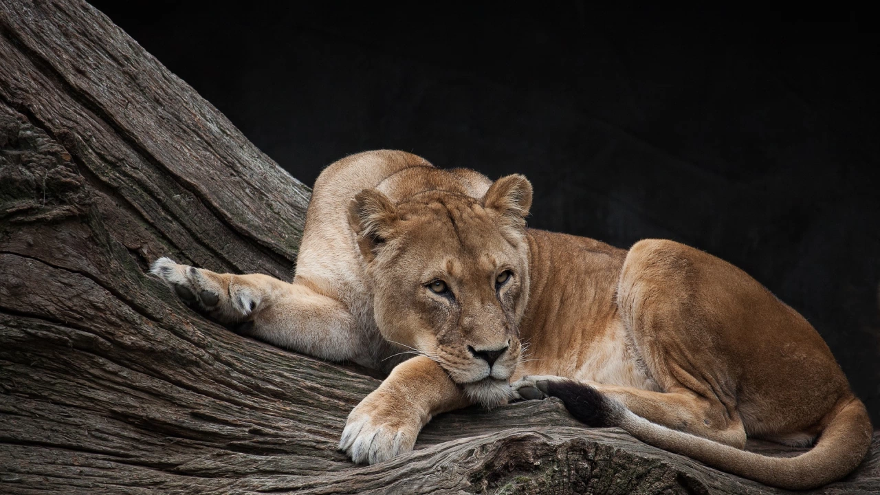 Лъвица нападна пазач в зоологическа градина в централен Иран вчера