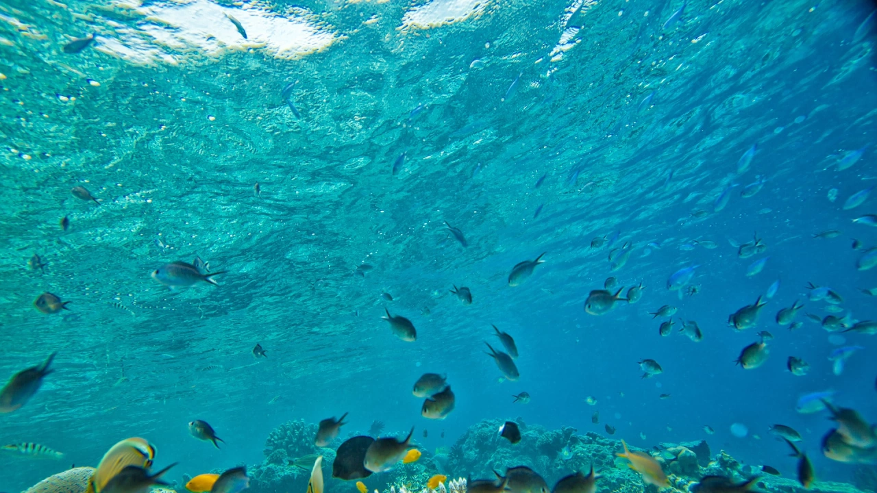 Кораловите рифове необходими за оцеляването на половин милиард души е