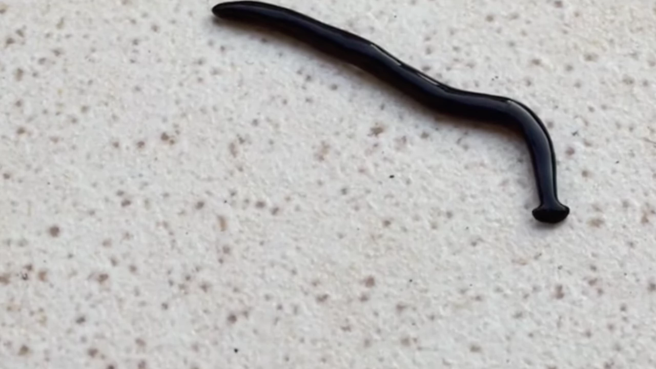 Непознат досега вид чукоглав червей е открит в Европа Представителите