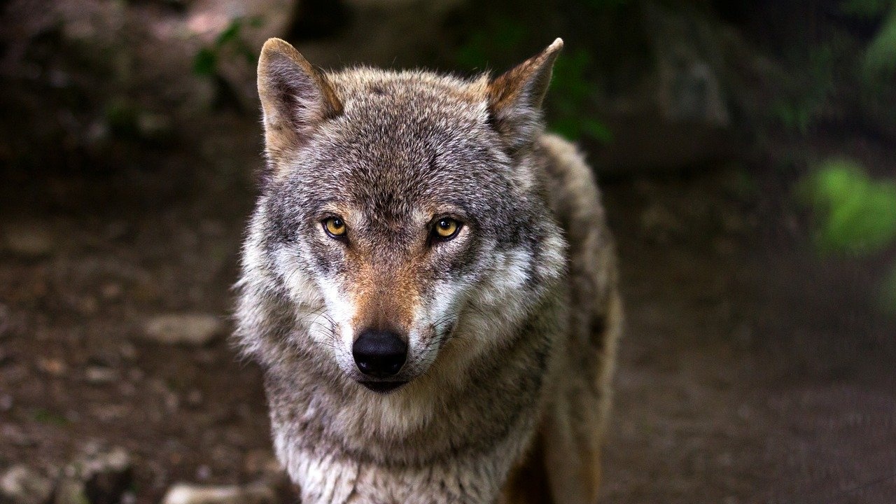 Заловен е избягалият от зоопарка в Хасково вълк